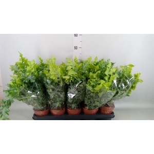 PHLEBODIUM AUREUM 'DAVANA'