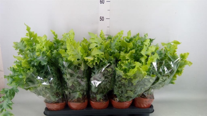 <h4>PHLEBODIUM AUREUM 'DAVANA'</h4>