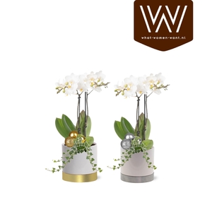 Kerst Arrangement Collectie 