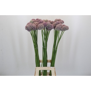 Allium Ampeloprasum
