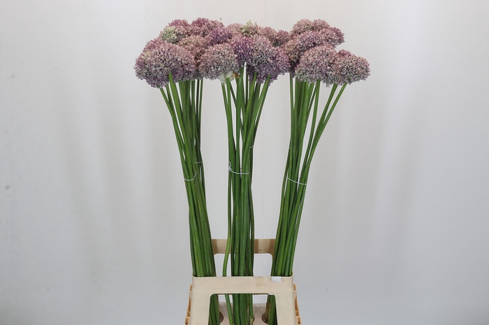Allium Ampeloprasum