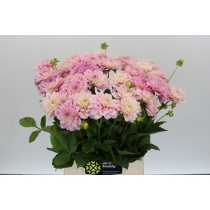 Dahlia Pink Pop