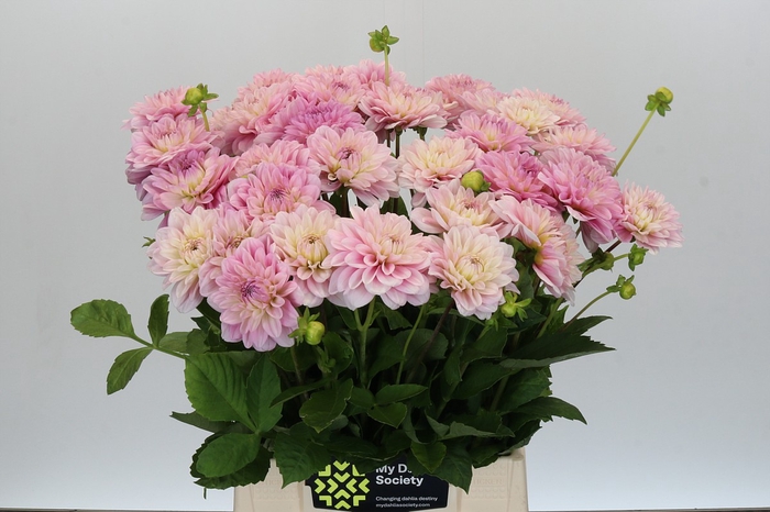 <h4>Dahlia Pink Pop</h4>