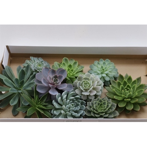 Echeveria Gemengd X10