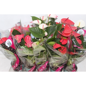 ANTHURIUM VARIADO P12