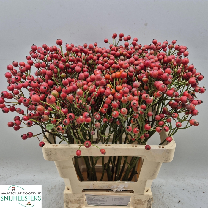 <h4>ROSA MAG AUTUM GLORY</h4>