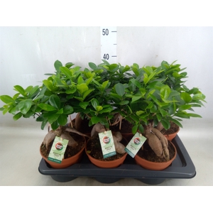 Ficus microcarpa 'Ginseng'