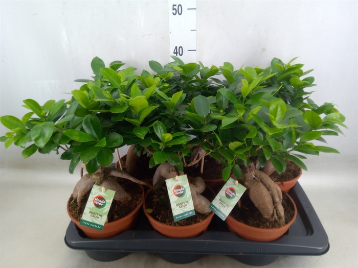 <h4>Ficus microcarpa 'Ginseng'</h4>