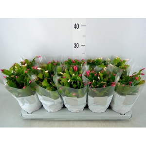 Schlumbergera  'Flame Duo' .mix pot