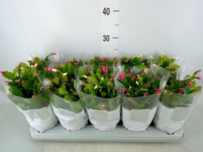 <h4>Schlumbergera  'Flame Duo' .mix pot</h4>
