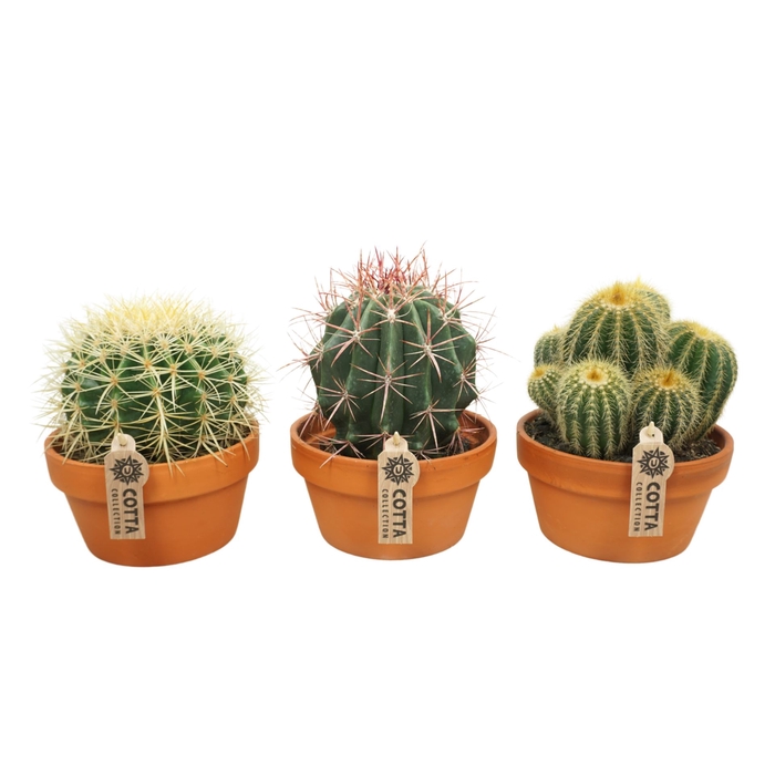 <h4>Cactus</h4>