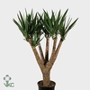 YUCCA VERTAKT