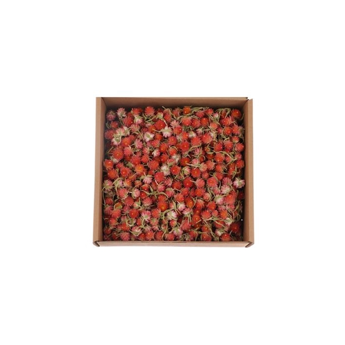 <h4>Box Gomphrena Heads L25</h4>