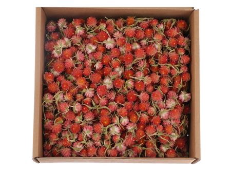 <h4>Box Gomphrena Heads L25</h4>