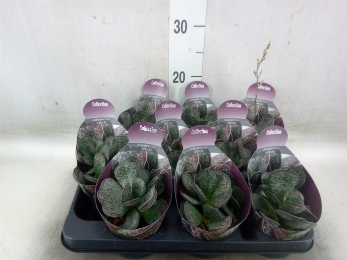 <h4>Cactus   ...</h4>