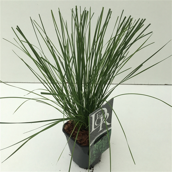 <h4>Deschampsia 'Goldtau'</h4>