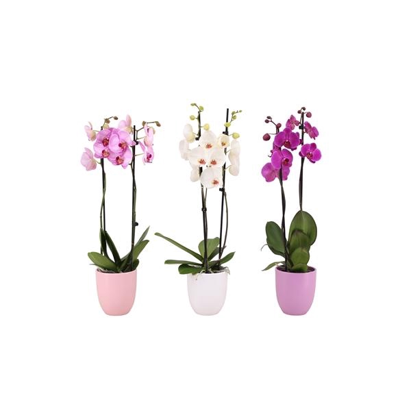 <h4>Hugo Blush Mix Phal Mix 2T14+</h4>