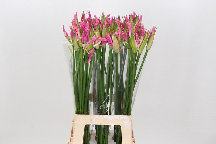Nerine Candy Crush