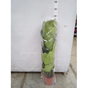 Ficus lyrata