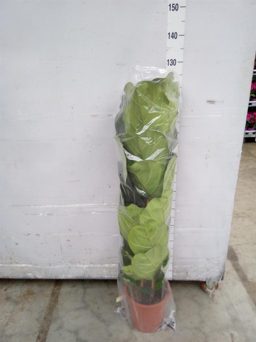 <h4>Ficus lyrata</h4>