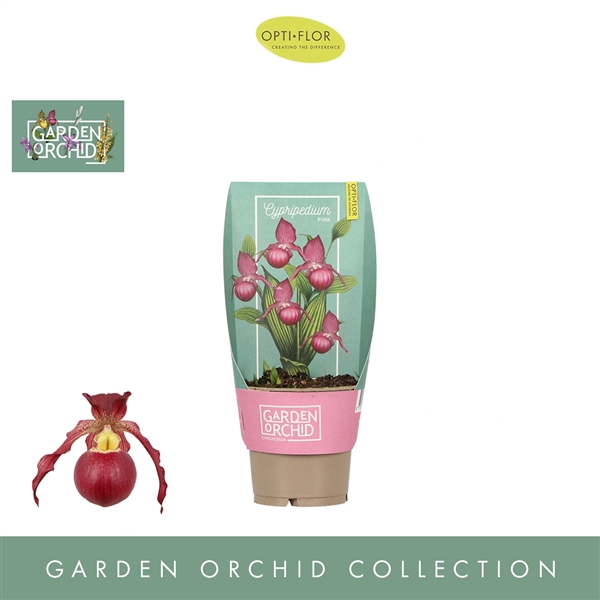 <h4>Garden Orchid Cypripedium 6+ Pink</h4>