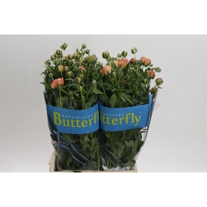 Ranunculus Butterfly Eris