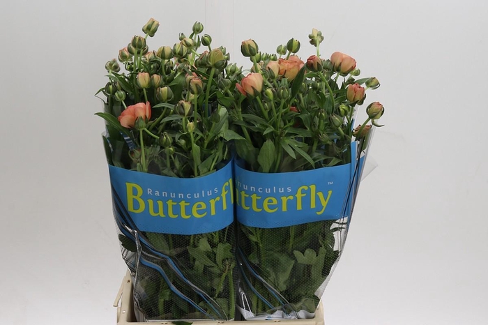 <h4>Ranunculus Butterfly Eris</h4>