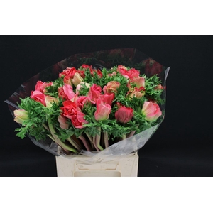 Anem Z Mistral Dark Pink