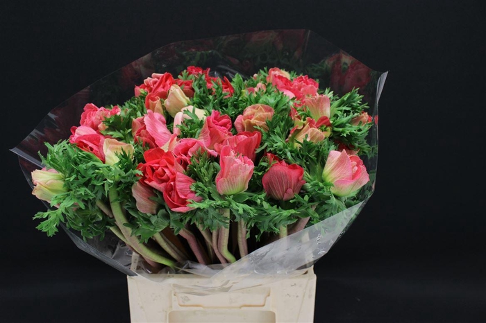 <h4>Anem Z Mistral Dark Pink</h4>