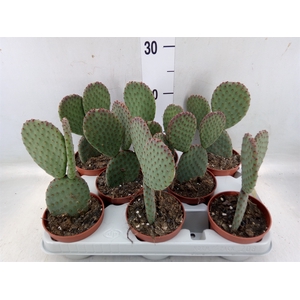 Opuntia microdasys