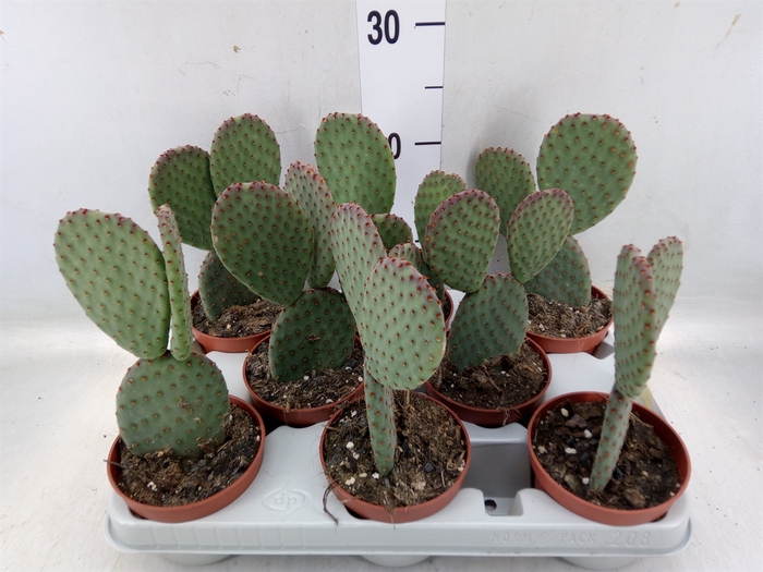 <h4>Opuntia microdasys</h4>