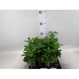 Coffea arabica