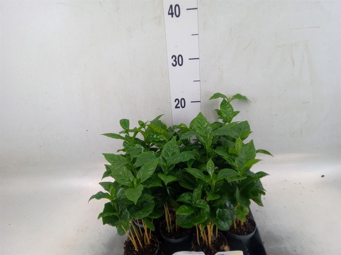 <h4>Coffea arabica</h4>