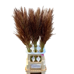 Cortaderia Opgetrokken Brown Stem