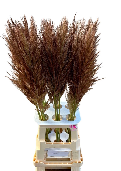 <h4>Cortaderia Opgetrokken Brown Stem</h4>
