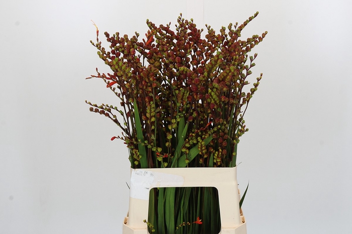 <h4>Crocosmia Bes van Suzanna</h4>