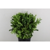 BUXUS SEMPERVIRENS