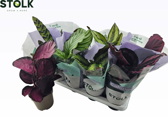 <h4>CALAT GEM 4 SRT</h4>