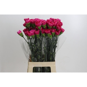 Dianthus St Bizet