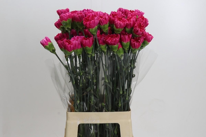 <h4>Dianthus St Bizet</h4>