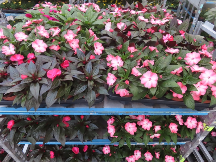 <h4>IMPAT NG MIXK 4 KL</h4>