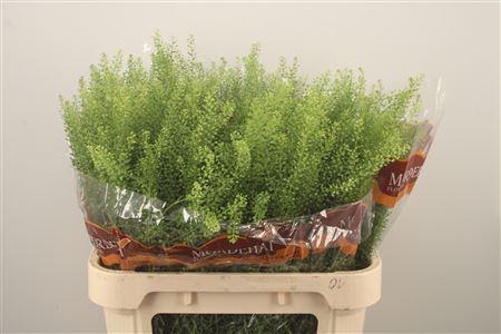 <h4>Lepidium Green Bell</h4>