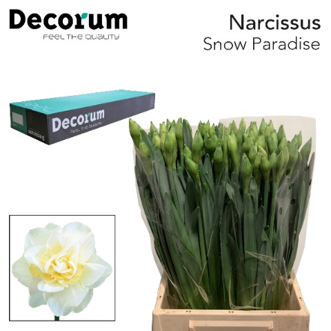 <h4>Narcissus Snow Paradise Small Box 100</h4>