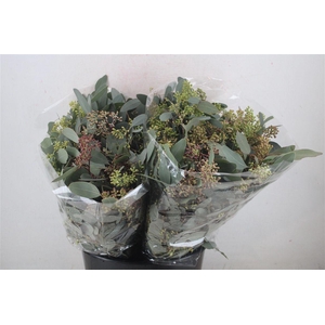 Euca Populus Berry Short 150gr P Bunch