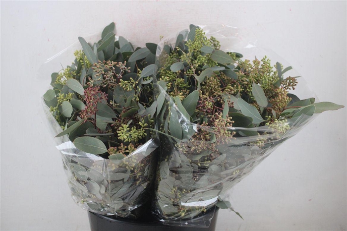 <h4>Euca Populus Berry Short 150gr P Bunch</h4>