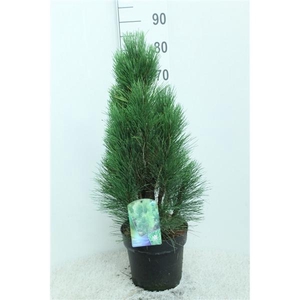 Pinus nigra 'Green Tower' P24 potgekweekt