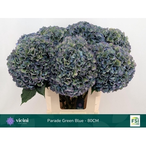 Hydrangea  'Royal Parade'   CL