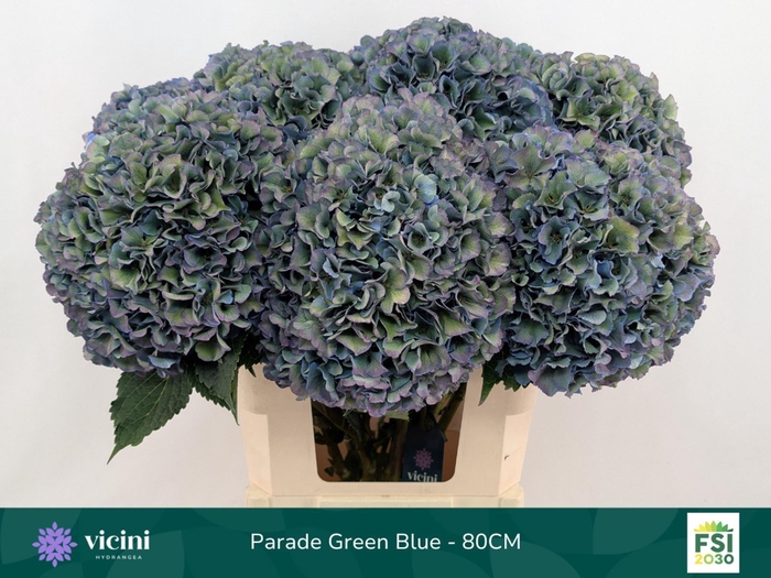 <h4>Hydrangea  'Royal Parade'   CL</h4>
