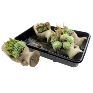 ARR SEMPERVIVUM