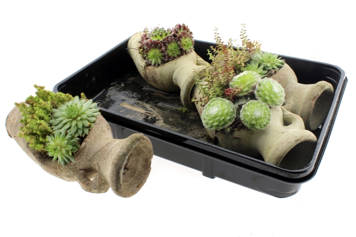<h4>ARR SEMPERVIVUM</h4>
